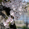 平成最後の桜⑨