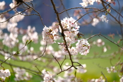 河川敷公園の桜（直方市）①