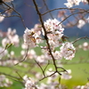 河川敷公園の桜（直方市）①