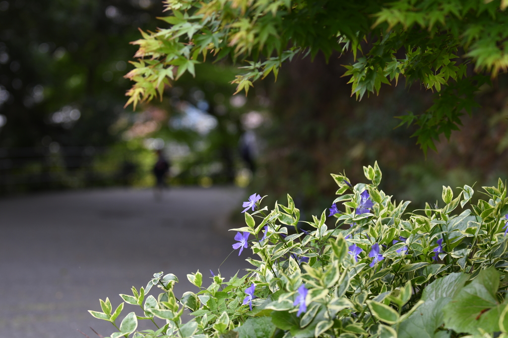 到津の森公園の花たち①