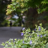 到津の森公園の花たち①