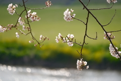 河川敷公園の桜（直方市）⑤