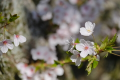 平成最後の桜⑧