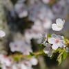 平成最後の桜⑧