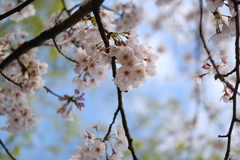 河川敷公園の桜（直方市）⑦