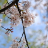 河川敷公園の桜（直方市）⑦