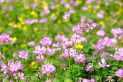 蓮華寺の蓮華草⑩