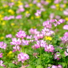 蓮華寺の蓮華草⑩
