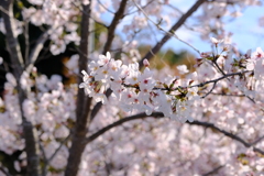 平成最後の桜⑬