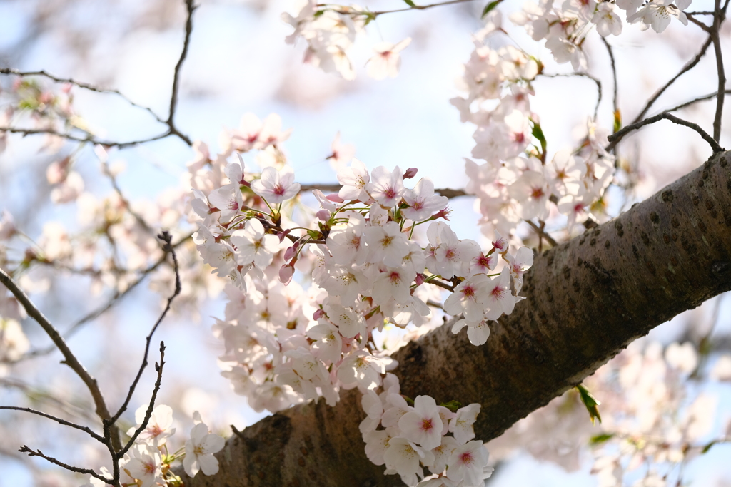 河川敷公園の桜（直方市）②