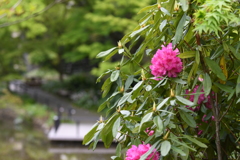 到津の森公園の花たち④