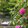 到津の森公園の花たち④
