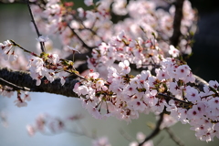 平成最後の桜⑮