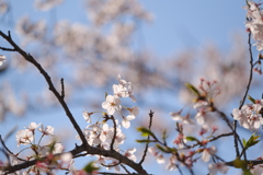 平成最後の桜③