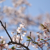 平成最後の桜③