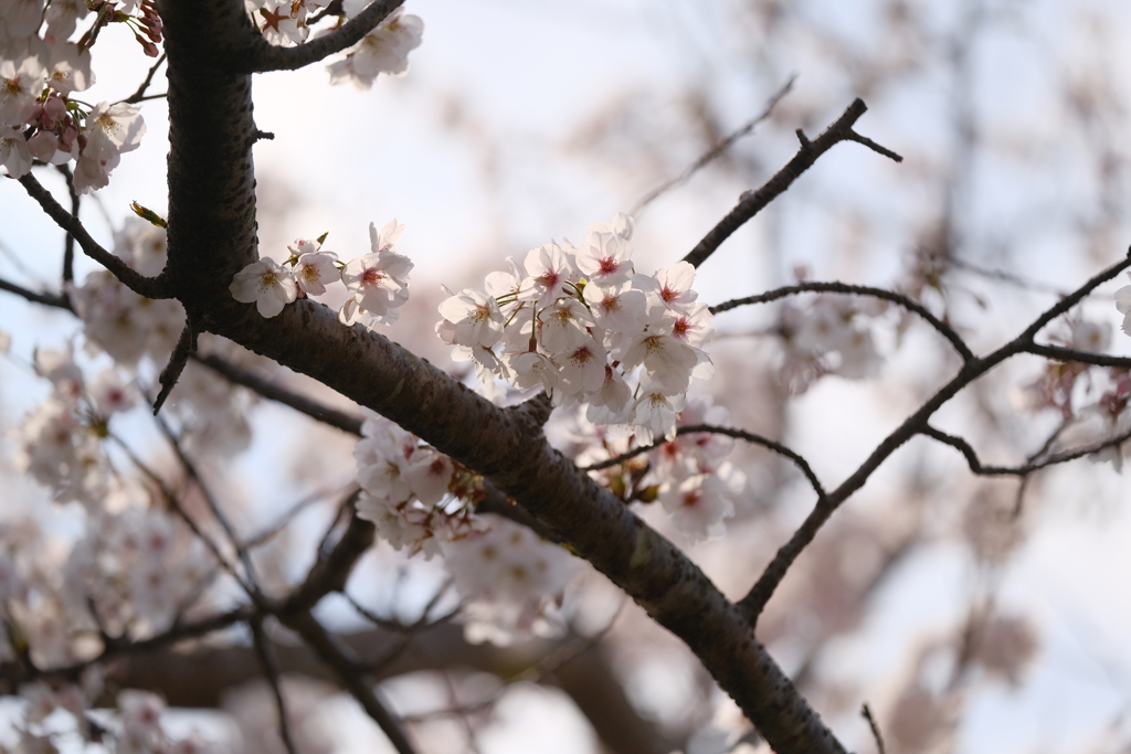河川敷公園の桜（直方市）③