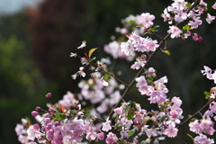到津の森公園の花たち⑧