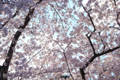平成最後の桜⑯