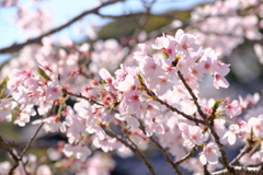 平成最後の桜⑫