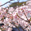 平成最後の桜⑫