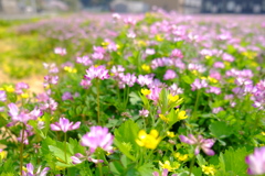 蓮華寺の蓮華草⑥