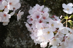 平成最後の桜⑩