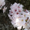 平成最後の桜⑩