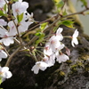 平成最後の桜⑤