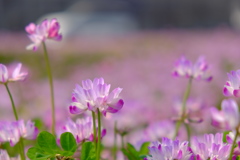 蓮華寺の蓮華草⑨