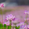 蓮華寺の蓮華草⑨