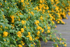 到津の森公園の花たち⑥