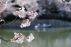 平成最後の桜⑪