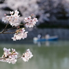 平成最後の桜⑪