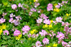 蓮華寺の蓮華草④