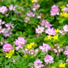 蓮華寺の蓮華草④