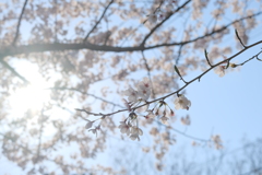 平成最後の桜㉒