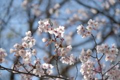 平成最後の桜①