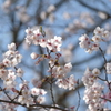 平成最後の桜①