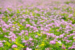 蓮華寺の蓮華草⑤