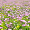 蓮華寺の蓮華草⑤