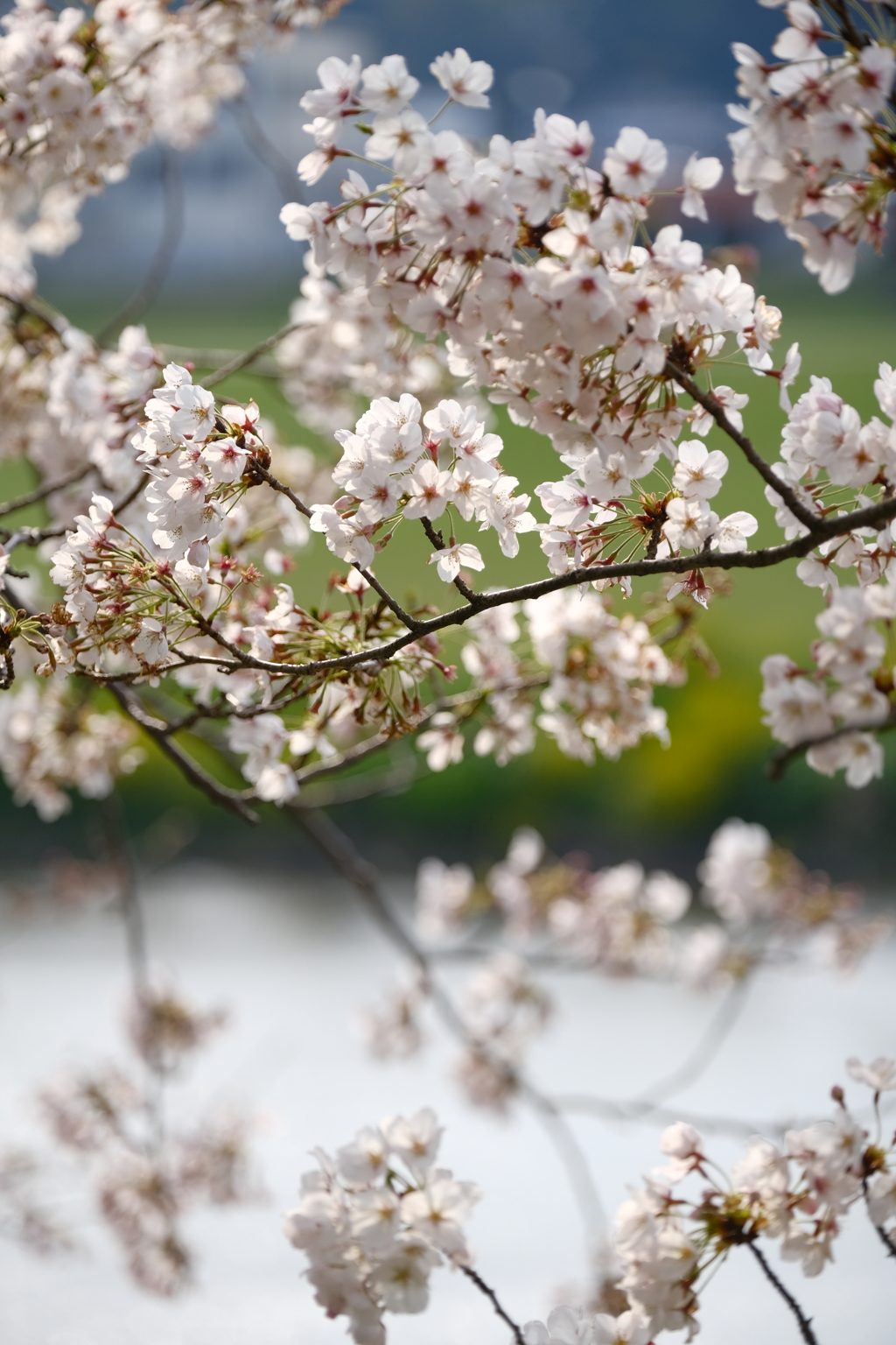 河川敷公園の桜（直方市）⑥
