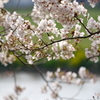 河川敷公園の桜（直方市）⑥