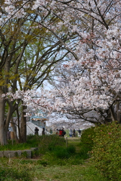 河川敷公園の桜（直方市）⑧