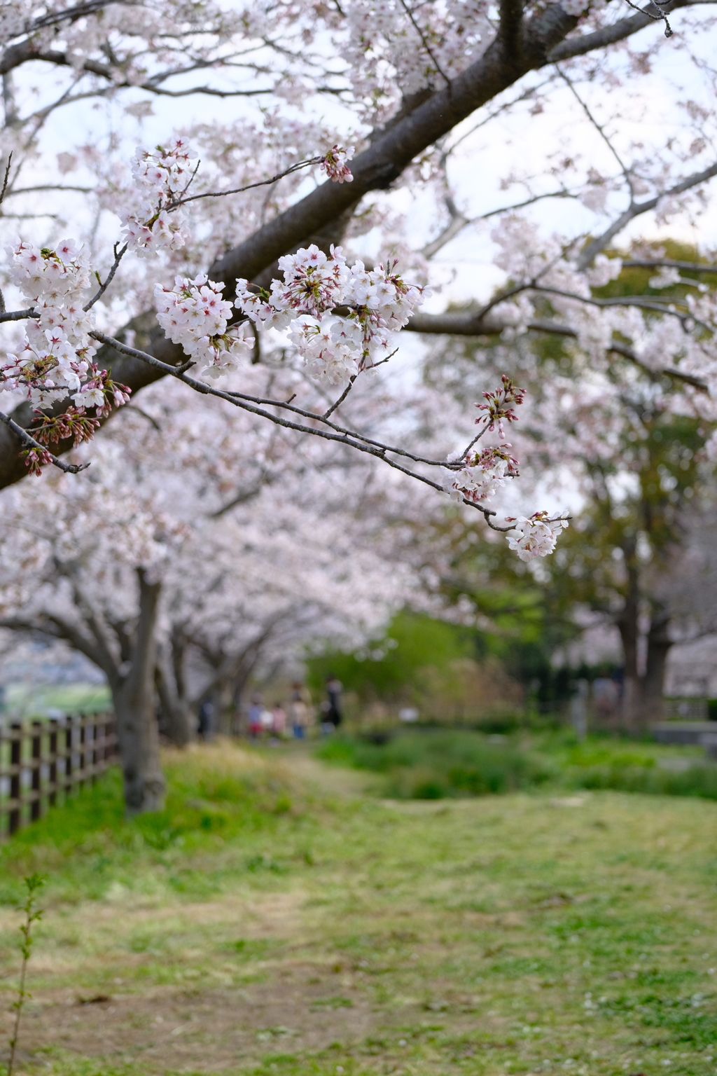 河川敷公園の桜（直方市）⑩
