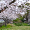 河川敷公園の桜（直方市）⑩