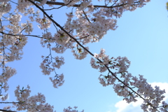 平成最後の桜④