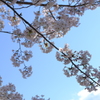 平成最後の桜④