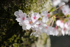 平成最後の桜⑦