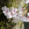 平成最後の桜⑦