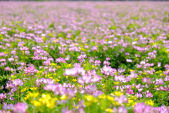 蓮華寺の蓮華草③